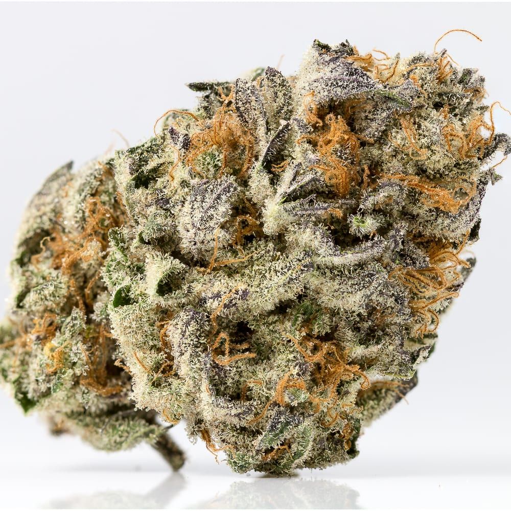 mimosa-weed